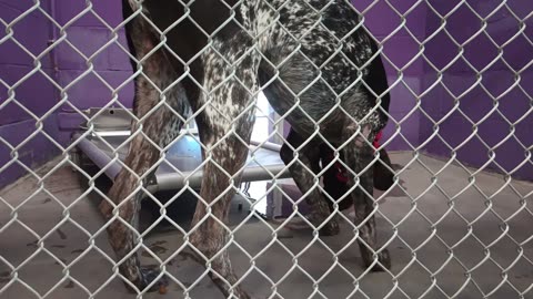 Ranger 1y Pet Id 948046 maybe Kennel 26 HSSAZ shelter getting more comfy_20250606_142932256