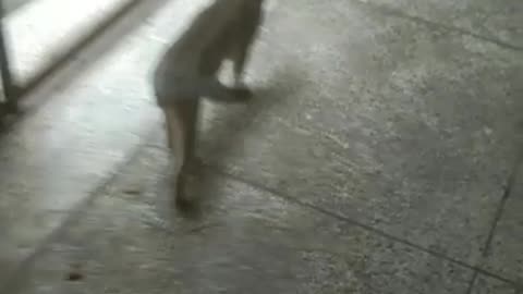 See extra cat