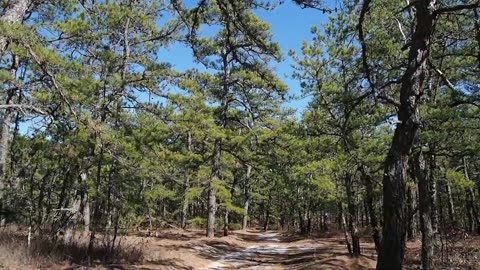 A Visit to the Pines in New Jersey As The Plan Sinks In That Long Island Is Out Of My League