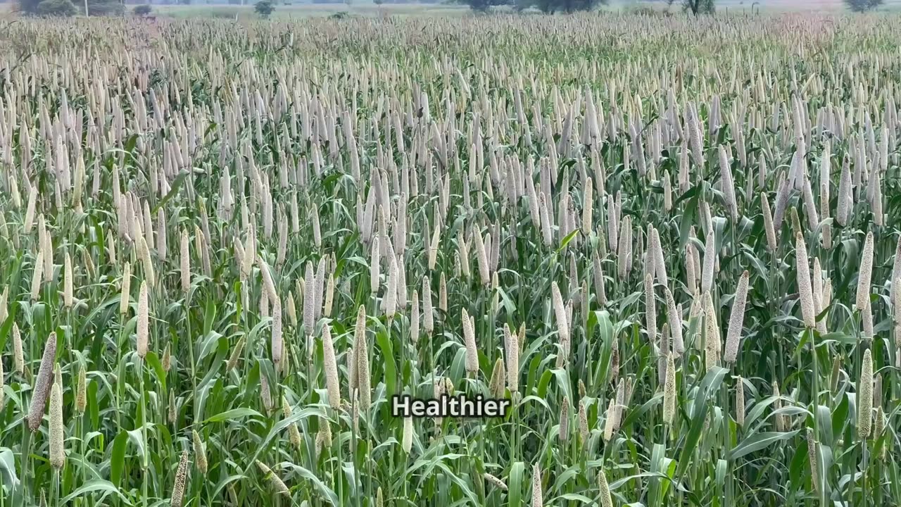 American Farmers: Adapting and Thriving