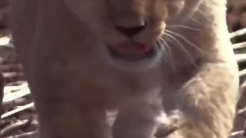 Sinba