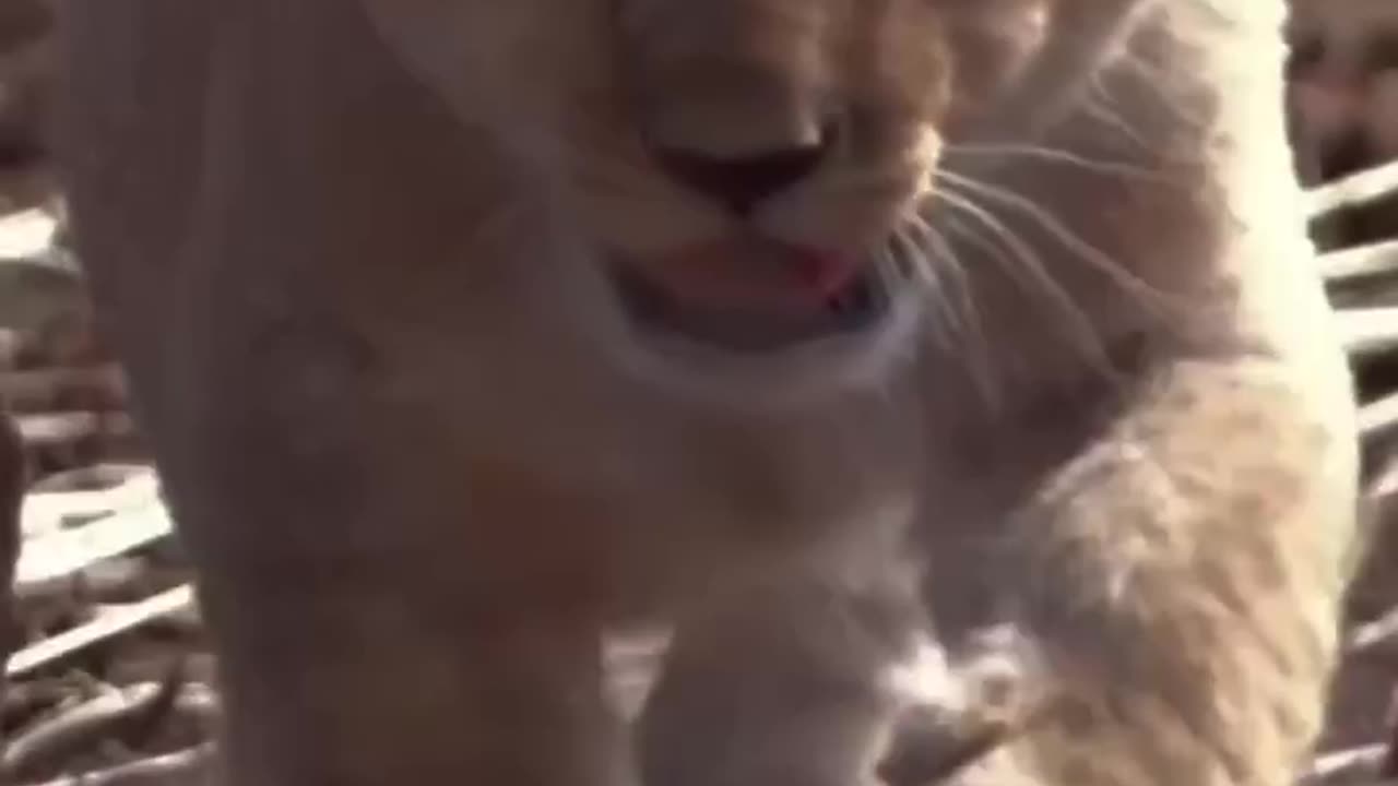 Sinba
