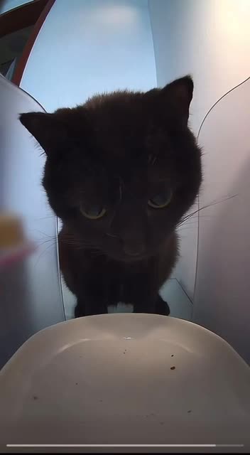 Not impressed with the automatic feeder