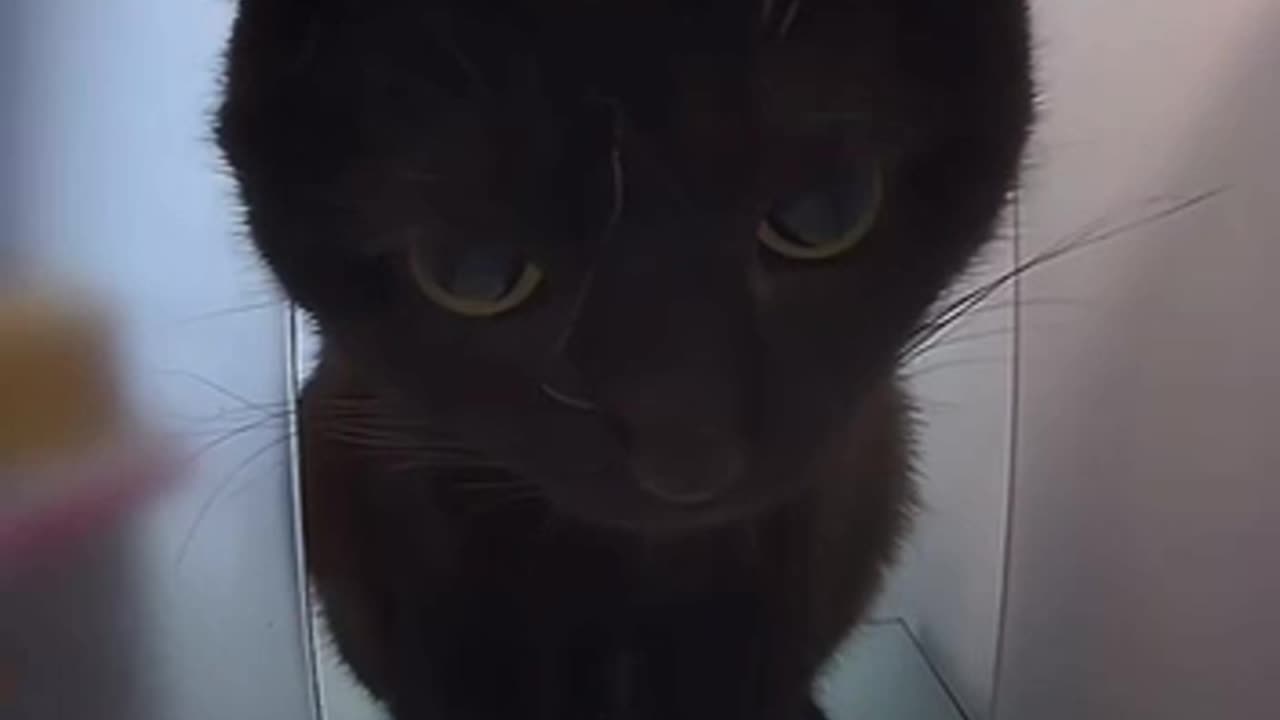 Not impressed with the automatic feeder