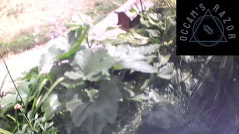 Butch the Sunflower