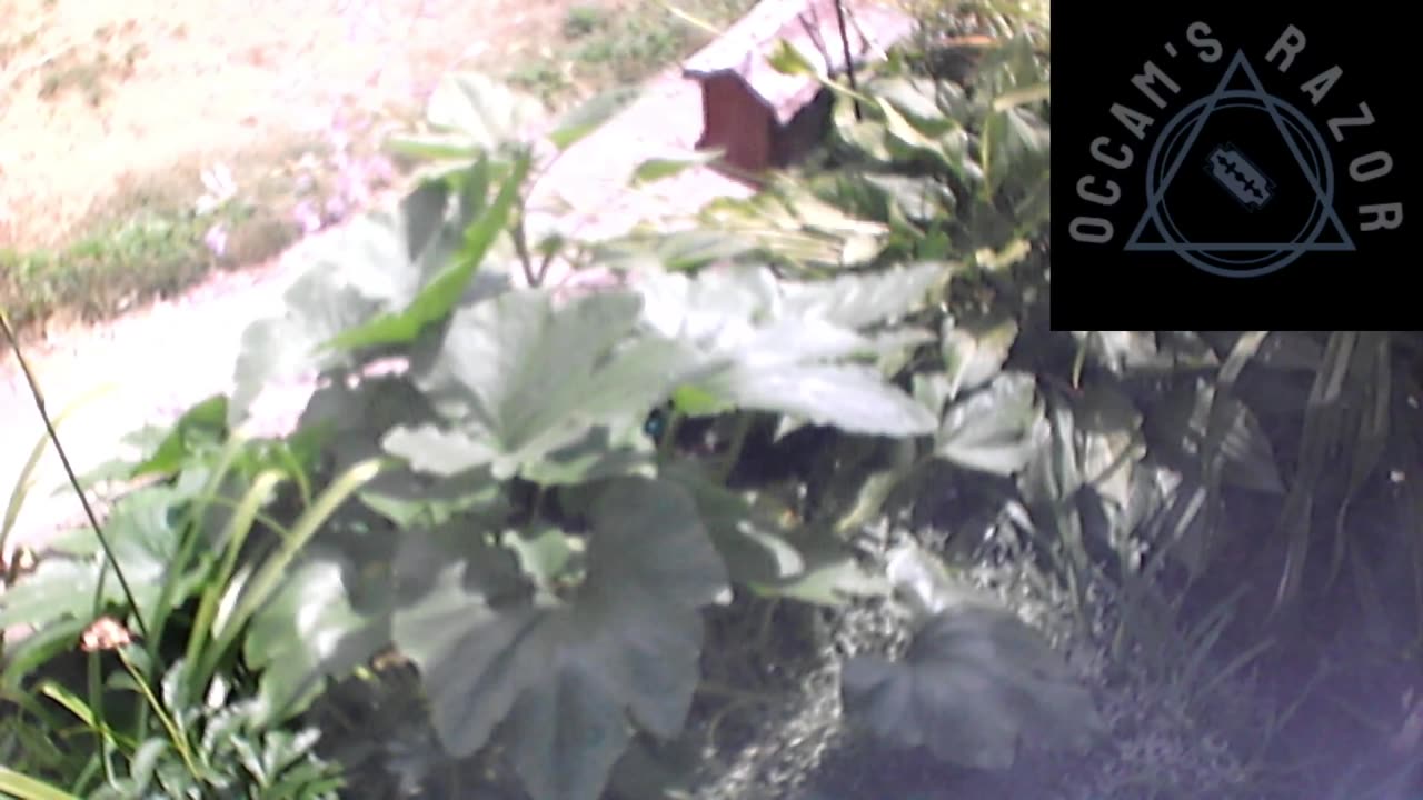 Butch the Sunflower