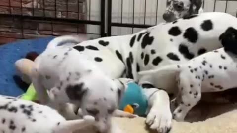 Why Are Dalmatian Puppies Born Without Spots? 🐶 | Surprising Dog Facts