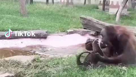 🤣🤣That Escalated Quickly... 🤣🤣 #funnymonkey #orangutan #fyp