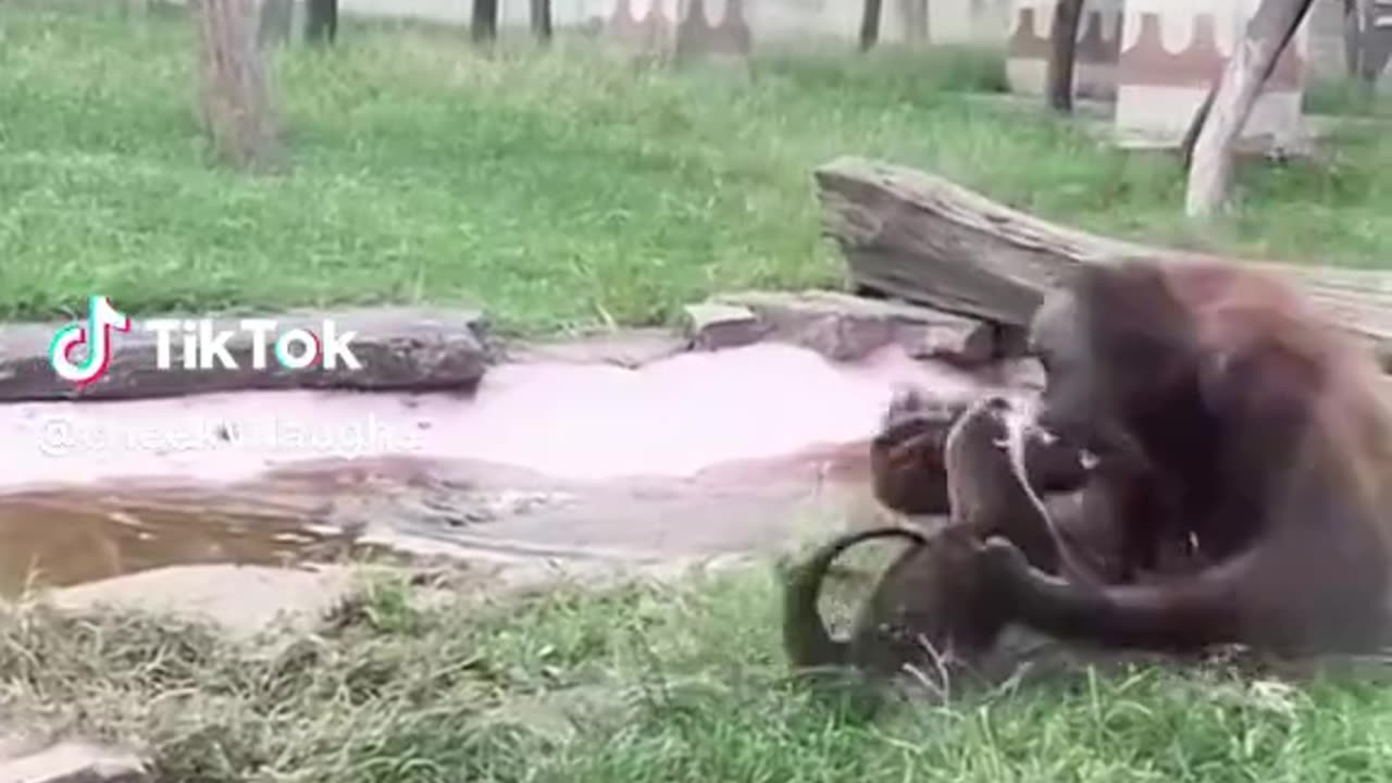 🤣🤣That Escalated Quickly... 🤣🤣 #funnymonkey #orangutan #fyp