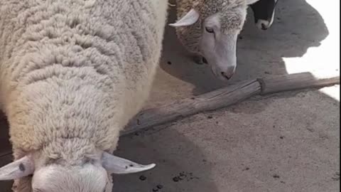 sheep