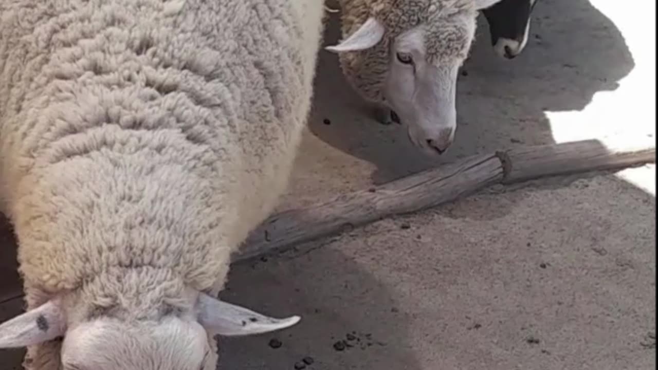 sheep