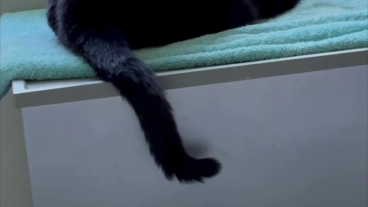 Cute Precious Piper Practices Her Letter L - My Adopted Shelter Cat Vlog. #shorts