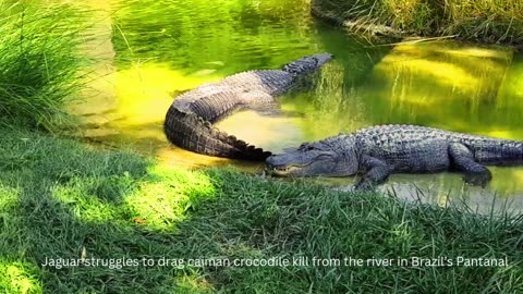 "Jaguar struggles to drag caiman crocodile kill from the river in Brazil’s Pantanal