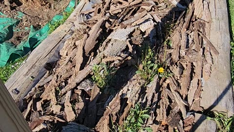 Planting a honeysuckle in an established Flower Bed