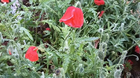 Poppy