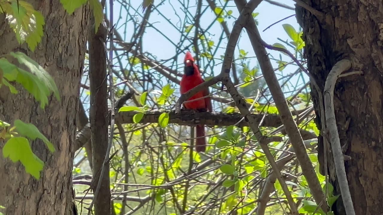 Male Cardinal soprano