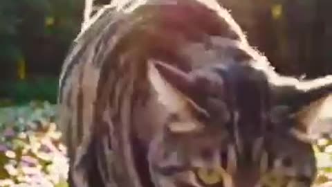 Feline Mom Instinct 🐱❤️ Cat Protects Tiny Chick with Fierce Love!