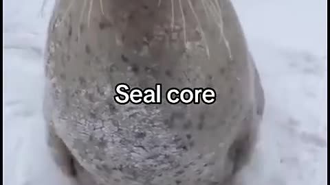 seal core