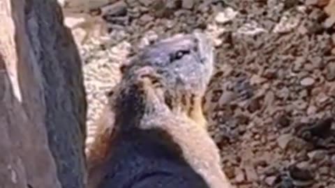 Marmot - Archive 04/22/2023