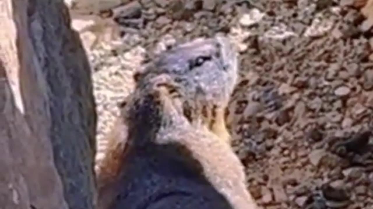 Marmot - Archive 04/22/2023