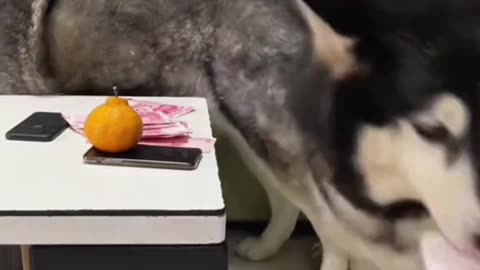 Littels Dog's Comedy Videos 🤣 so cute videos 😍 funny videos 🤣 Live Camera HD 🤩