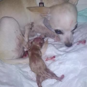 our beautiful ADORA was born