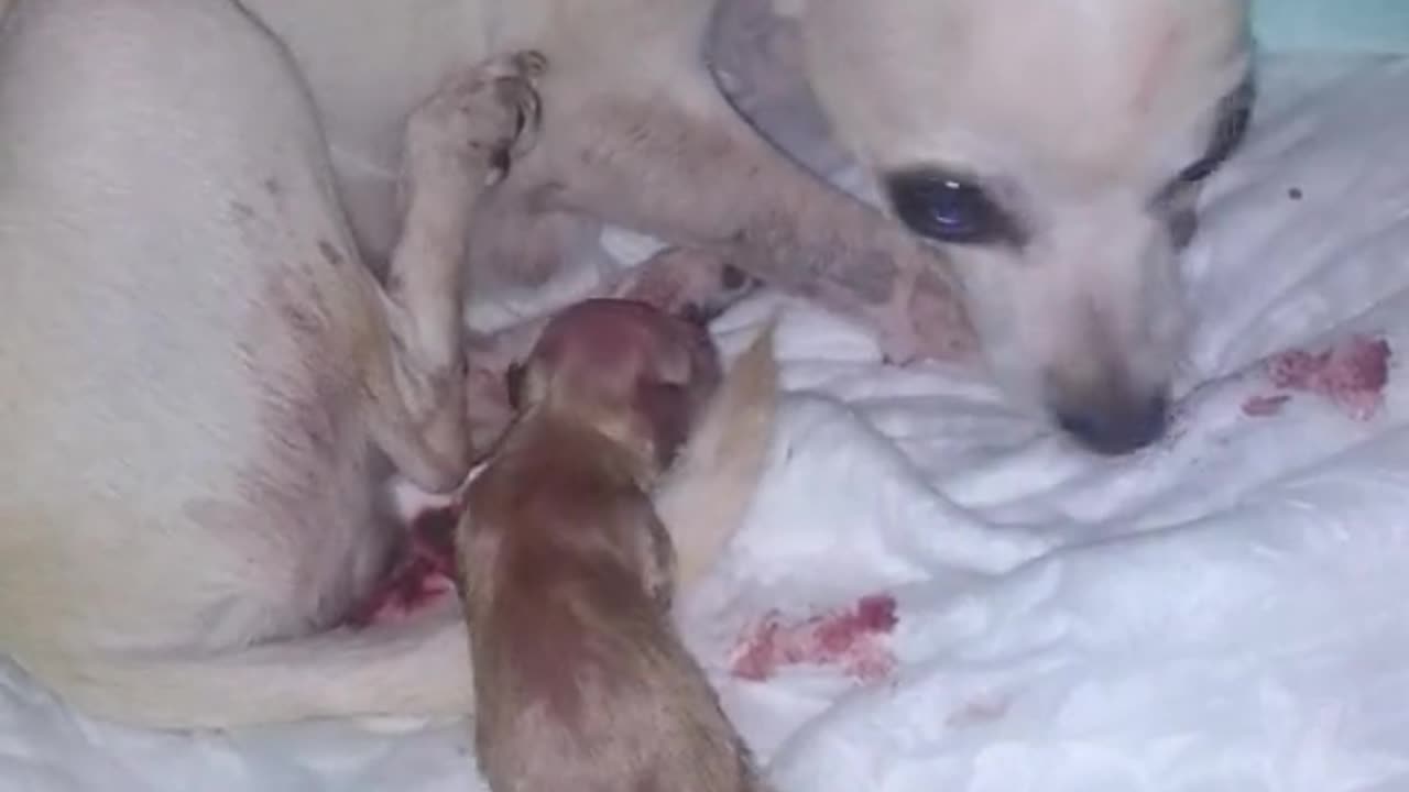 our beautiful ADORA was born