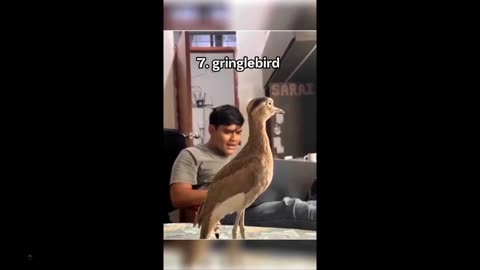 These animals definitely do not sound like they look, right? Many clips of them