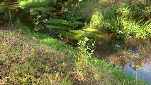 Twickeler Vaart