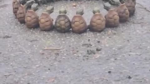 The turtle team held a conference.