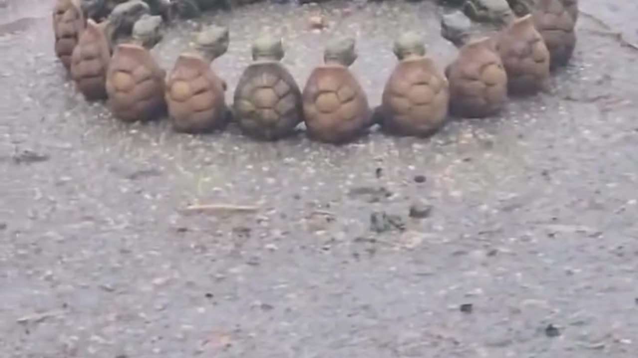 The turtle team held a conference.