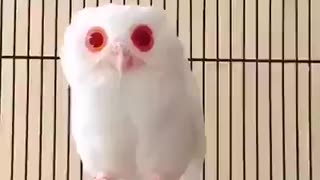 White Owl