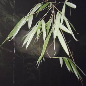 Peaceful Night Rain 🌧️ | Expat in the Philippines | Farm Life Vibes