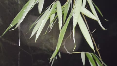 Peaceful Night Rain 🌧️ | Expat in the Philippines | Farm Life Vibes