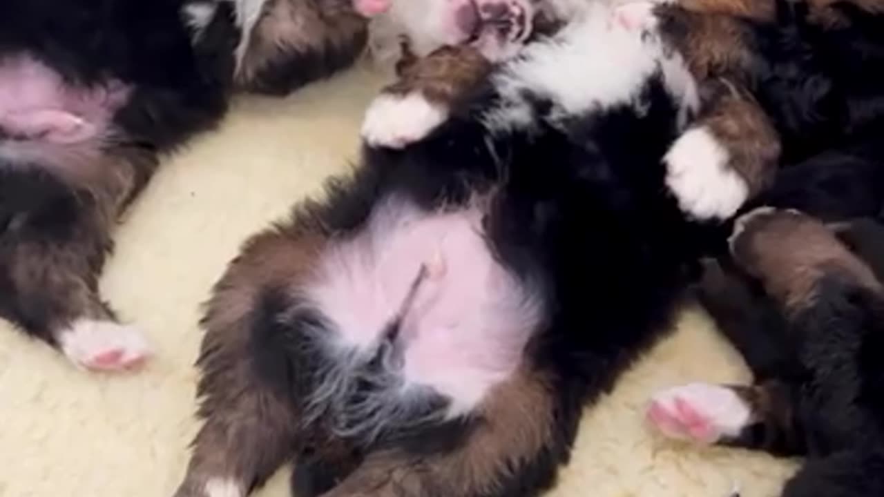 Any breed of puppy exudes tenderness