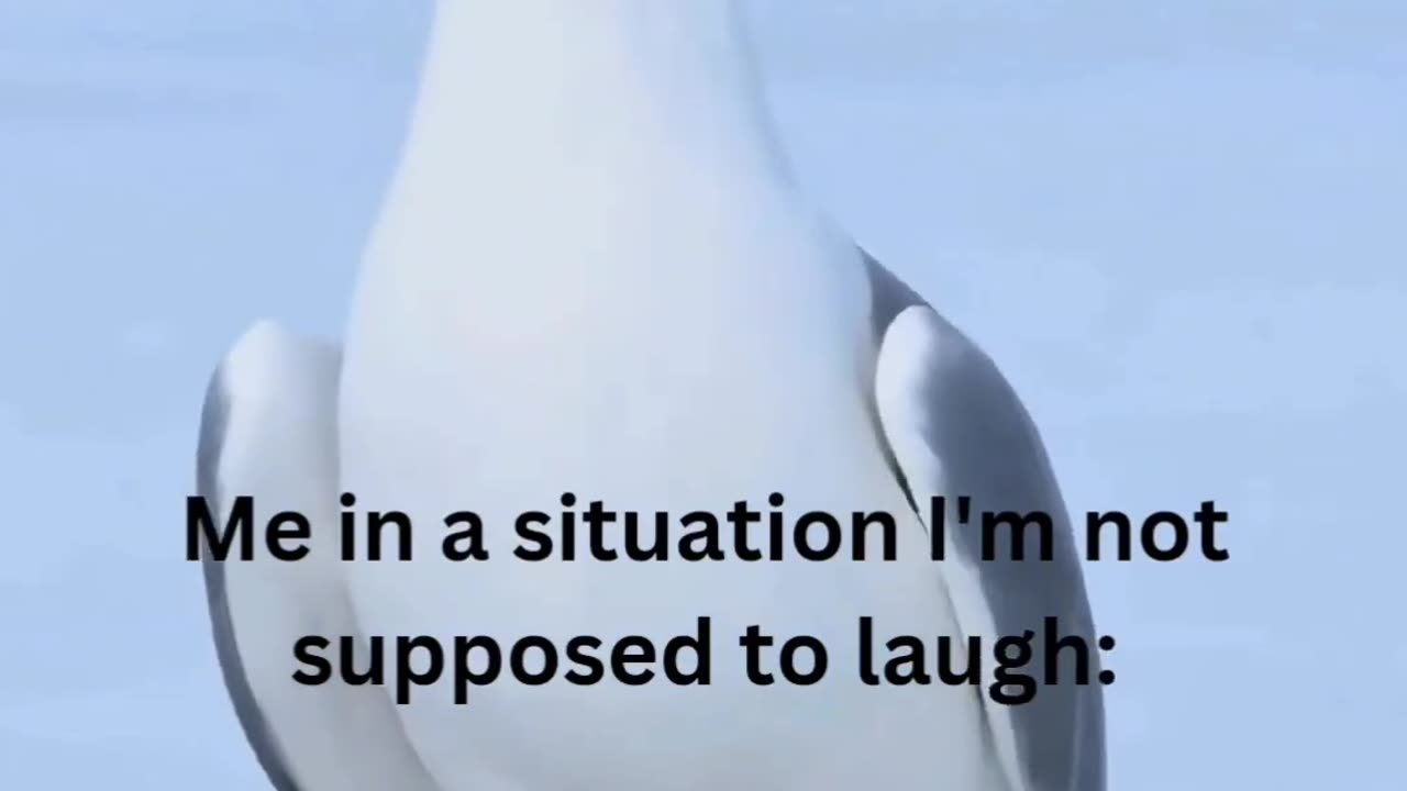 Meme Magic | Laugh Till You Drop 😂✨