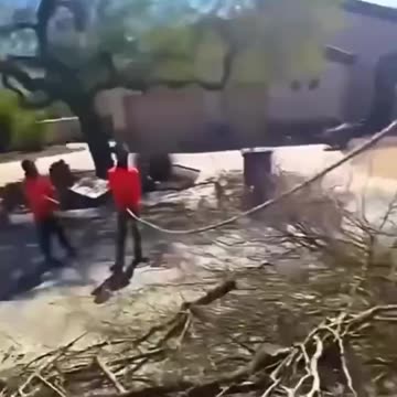 THE GUSHING WATER TREES