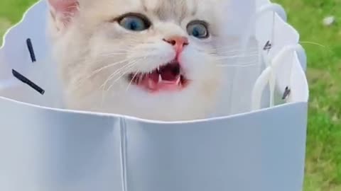 Cute Baby Cat