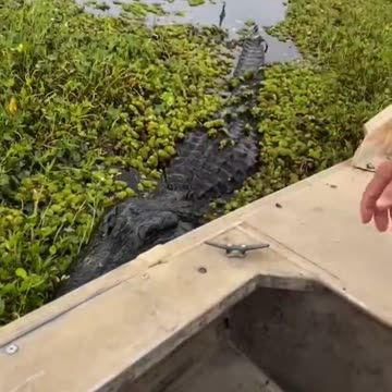 Meanwhile in Florida… Come Here, Little One! 😂