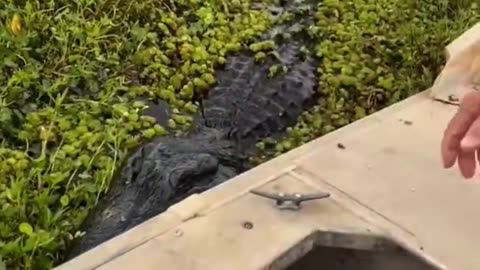 Meanwhile in Florida… Come Here, Little One! 😂