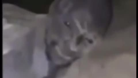 "SIU – August 19, 2025, at 10:00 AM CST (11:00 AM EST) #TRUTH"