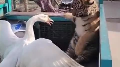 Funny animals