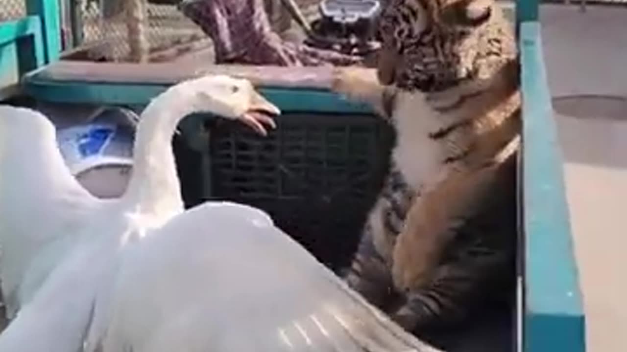 Funny animals