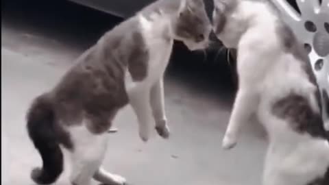 The end. 😂😂😂#couplefight #catfight #funnycat #funnypets #funny #meme