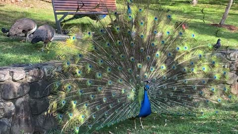 Vibrant Peacock Mating Dance at Macintosh Island Park, Gold Coast