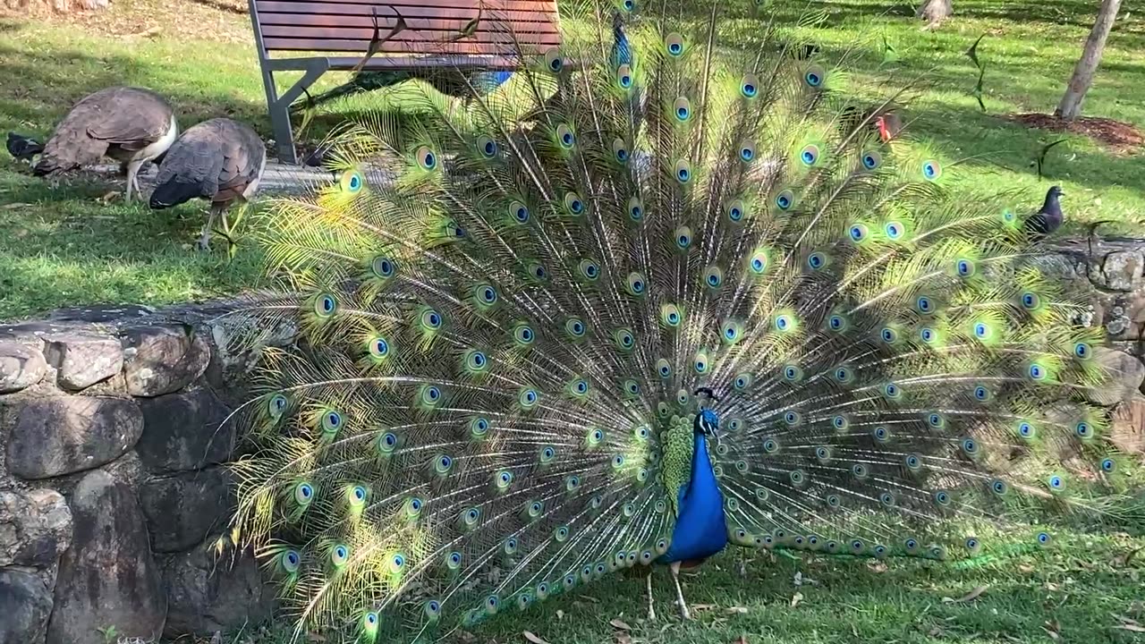 Vibrant Peacock Mating Dance at Macintosh Island Park, Gold Coast