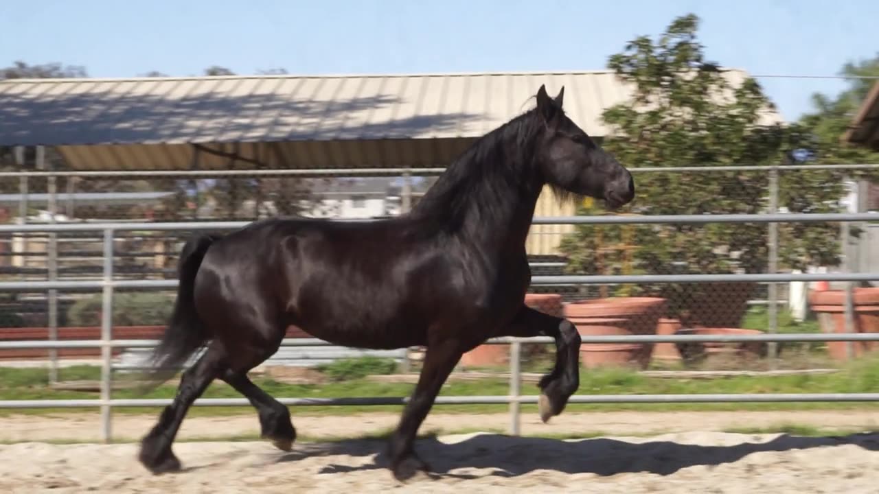 Illyria CK (Born - July 2, 2018) Turnout in the Arena