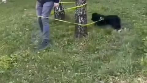 Unstoppable Cat Fun! Watch & Smile! 🐾😆