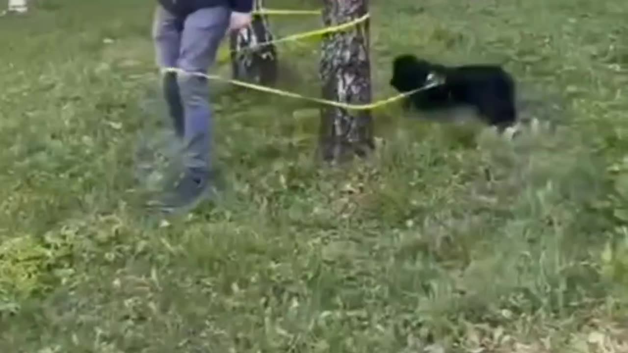 Unstoppable Cat Fun! Watch & Smile! 🐾😆