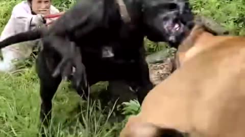 Moment tensionat: câine ținut de stăpână înainte să atace alt câine 🐕⚠️
